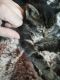 Savannah Cats for sale in Stillwater, OK, USA. price: $600