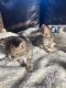 Savannah Cats for sale in Augusta, ME 04330, USA. price: NA