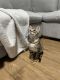 Savannah Cats for sale in Bolingbrook, IL, USA. price: $1,800