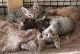 Savannah Cats for sale in Red Bluff, CA 96080, USA. price: $1,000