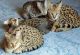Savannah Cats for sale in Dallas, TX, USA. price: $800