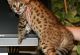 Savannah Cats for sale in Dallas, TX, USA. price: NA