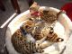 Savannah Cats for sale in New York, NY, USA. price: $800
