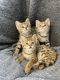 Savannah Cats for sale in New York, NY, USA. price: $800