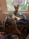 Savannah Cats for sale in Raleigh, NC, USA. price: $800