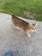 Savannah Cats for sale in Hudson, NY 12534, USA. price: $4,000