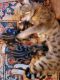 Savannah Cats for sale in Worcester County, MA, USA. price: NA