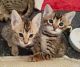 Savannah Cats for sale in New York, NY, USA. price: NA
