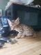 Savannah Cats for sale in New Britain, CT, USA. price: NA