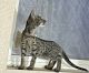 Savannah Cats for sale in Red Bluff, CA 96080, USA. price: $1,500