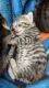 Savannah Cats for sale in Stewartstown, PA 17363, USA. price: $500