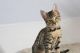 Savannah Cats for sale in Central Florida, FL, USA. price: $1,800