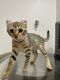 Savannah Cats for sale in San Diego, CA, USA. price: $1,000