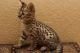 Savannah Cats for sale in Chicago, IL, USA. price: $400