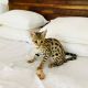 Savannah Cats for sale in New York, NY, USA. price: $500