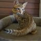 Savannah Cats for sale in New Britain, CT, USA. price: $1,000