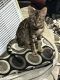 Savannah Cats for sale in Effingham, IL 62401, USA. price: $200