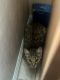 Savannah Cats for sale in Downey, CA, USA. price: $650