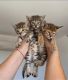 Savannah Cats for sale in Texaco Ave, Paramount, CA 90723, USA. price: NA
