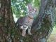 Savannah Cats for sale in Abingdon, MD 21009, USA. price: $700