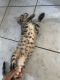 Savannah Cats for sale in National City, CA, USA. price: $1,260