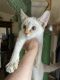 Savannah Cats for sale in Red Bluff, CA 96080, USA. price: $1,000