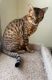 Savannah Cats for sale in Hedgesville, WV, USA. price: $1,600