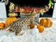 Savannah Cats for sale in St. Louis, Missouri. price: $550