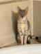 Savannah Cats for sale in Sugar Land, TX 77479, USA. price: $900