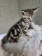Savannah Cats for sale in Central Florida, FL, USA. price: NA