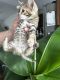Savannah Cats for sale in Lewistown, Montana. price: $4,500