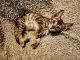 Savannah Cats for sale in Plant City, Florida. price: $1,200