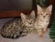 Savannah Cats for sale in Douala, Cameroon. price: NA