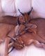 Savannah Cats for sale in Cherry Hill, NJ, USA. price: $1,500