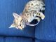 Savannah Cats for sale in Wenatchee, WA 98801, USA. price: $500