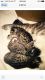 Savannah Cats for sale in Spring Hill, FL, USA. price: NA