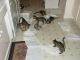 Savannah Cats for sale in Hartford, CT, USA. price: NA