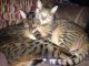 Savannah Cats for sale in Akron, OH, USA. price: NA