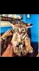 Savannah Cats for sale in Huntington Beach, CA, USA. price: $2,900
