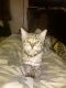 Savannah Cats for sale in Tampa, FL, USA. price: NA