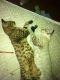 Savannah Cats for sale in Florida, USA. price: NA