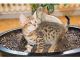 Savannah Cats for sale in New Haven, CT, USA. price: NA