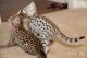 Savannah Cats for sale in Fargo, ND, USA. price: NA