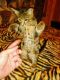 Savannah Cats for sale in Spokane, WA, USA. price: NA