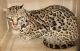 Savannah Cats for sale in Aberdeen, MD, USA. price: NA