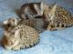 Savannah Cats for sale in Abingdon, MD, USA. price: NA