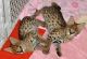 Savannah Cats for sale in Accident, MD 21520, USA. price: NA