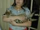 Savannah Cats for sale in Annapolis, MD, USA. price: NA