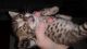 Savannah Cats for sale in Tampa, FL, USA. price: NA