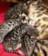 Savannah Cats for sale in Costa Mesa, CA, USA. price: NA